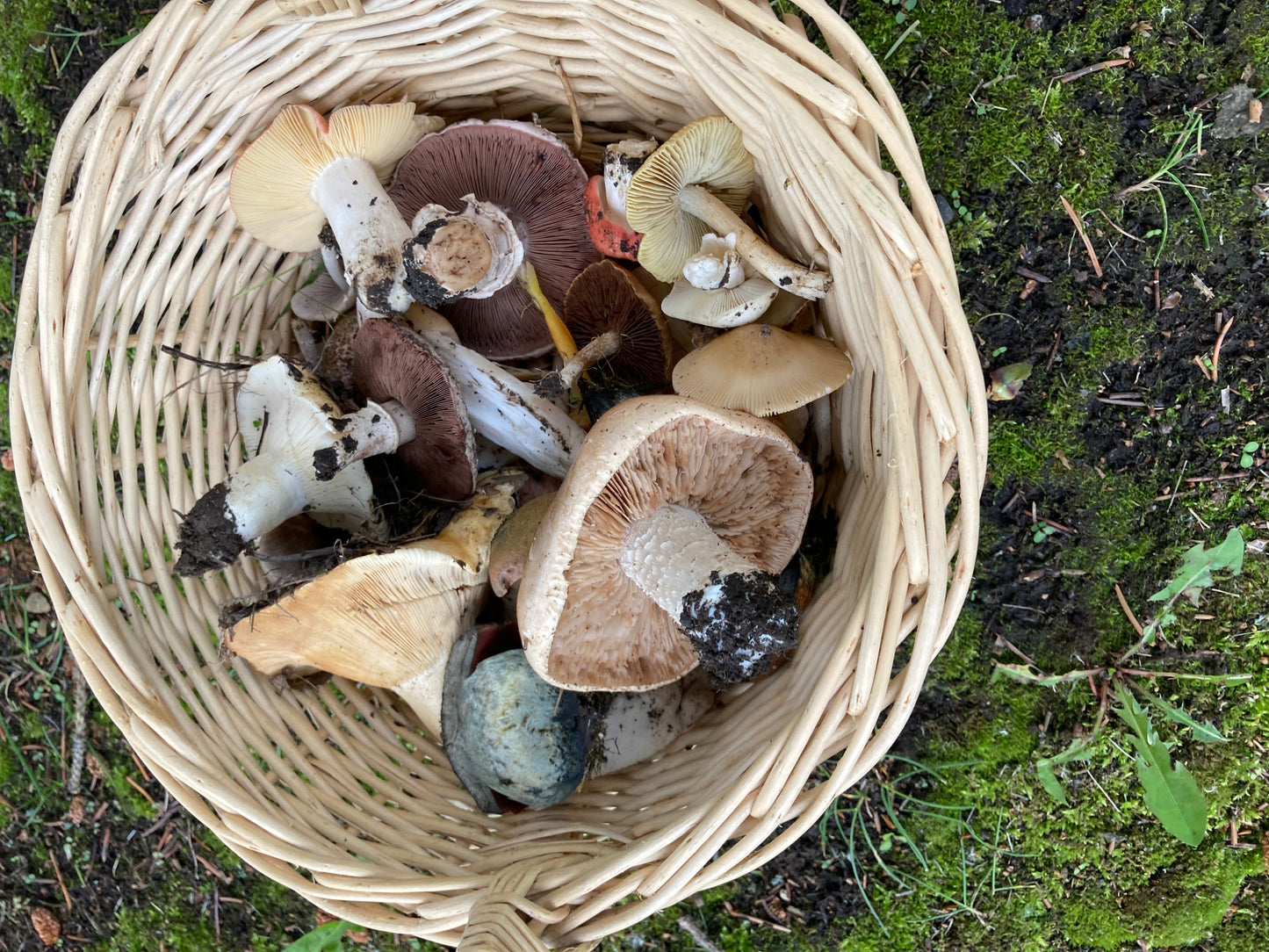 Agaricus, Russula, and Lactarius in a Mushroom Basket