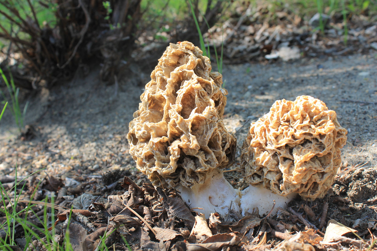 Two blonde morel mushrooms on the ground with a natural background.