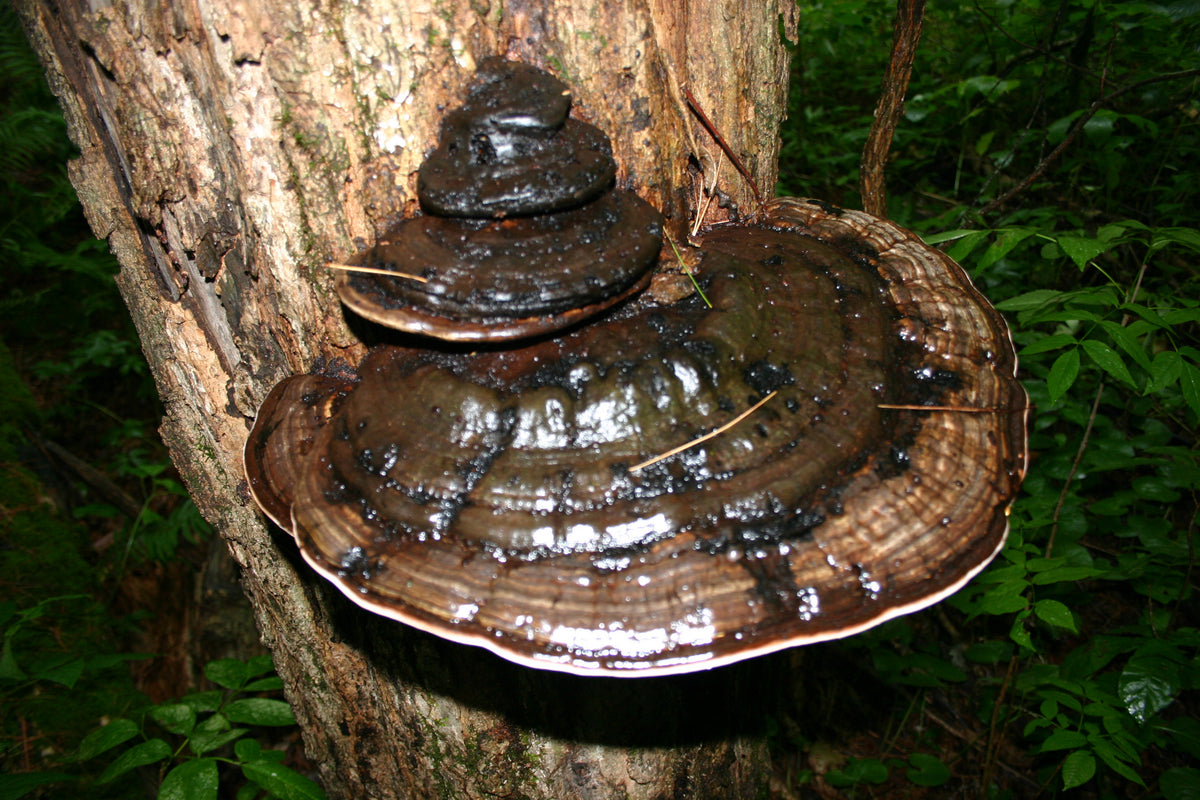 Ganoderma applanatum on a tree in the forest