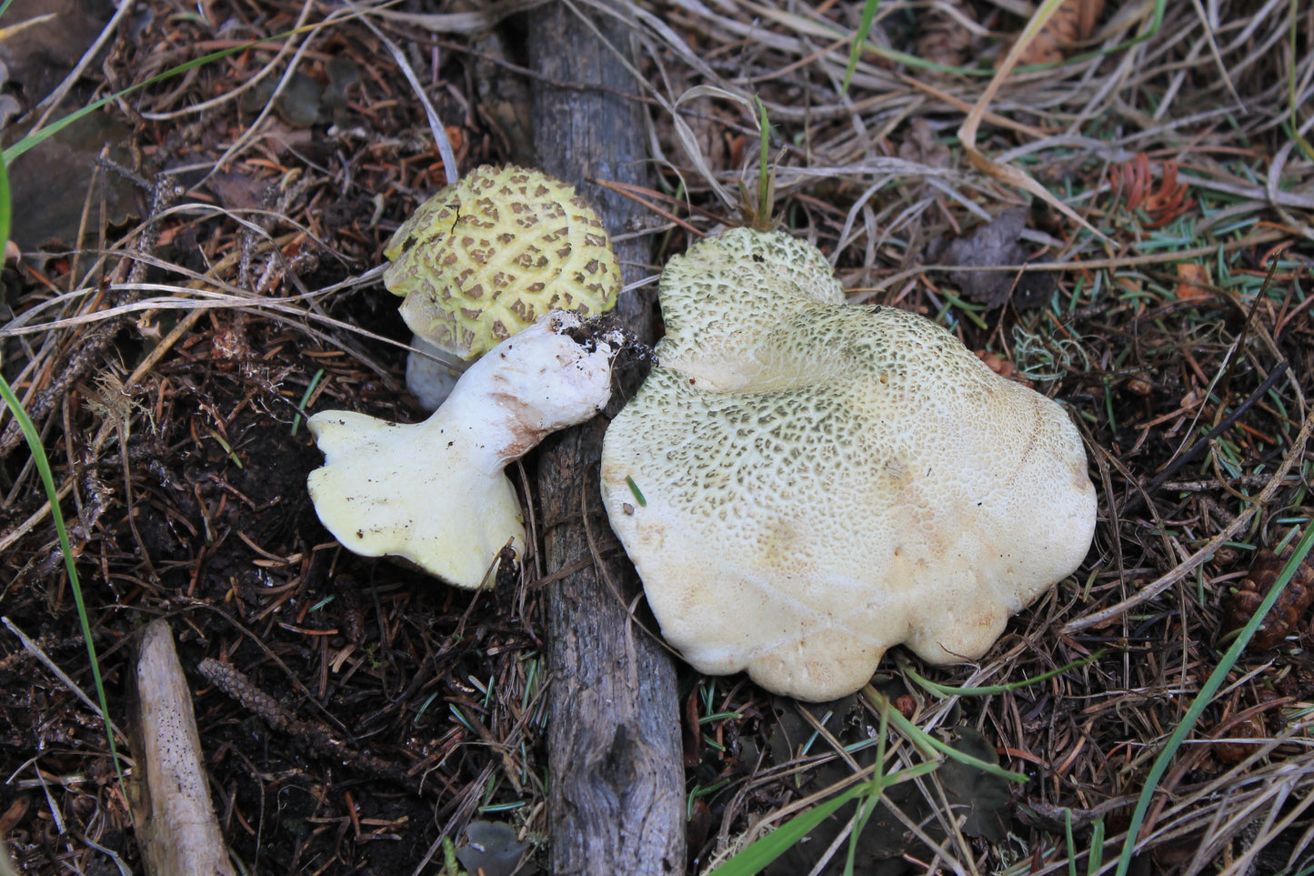 Hydnum albomagnum mushroom