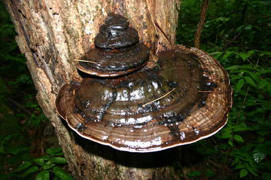 Ganoderma applanatum