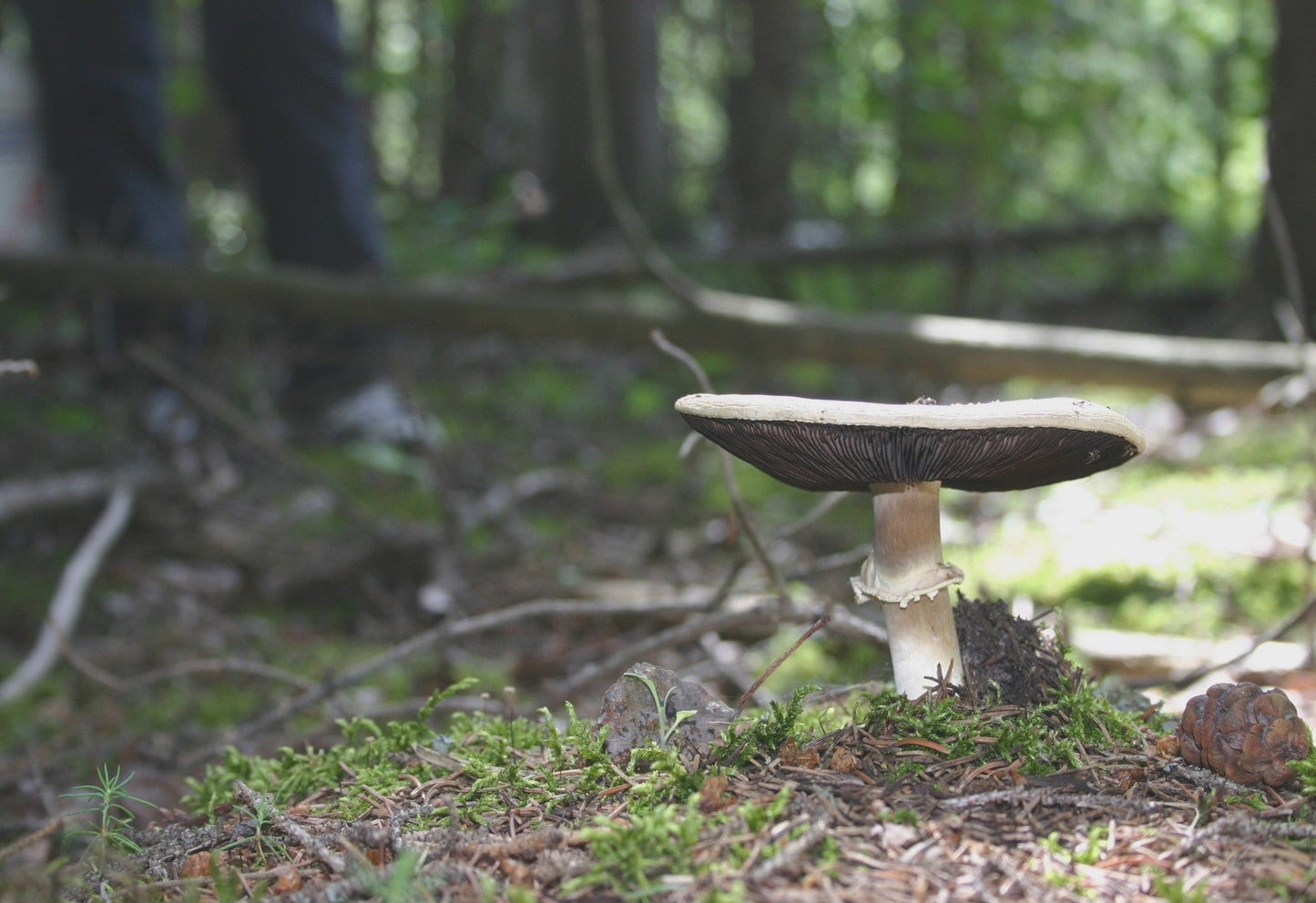 Introduction to Mushroom Identification