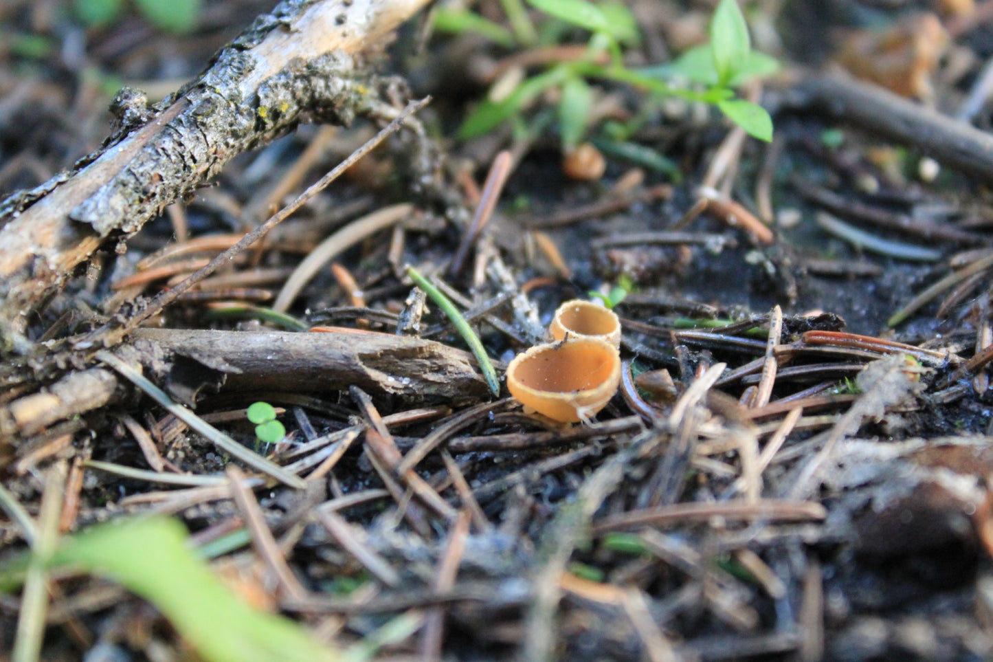 Master Mushroom Course