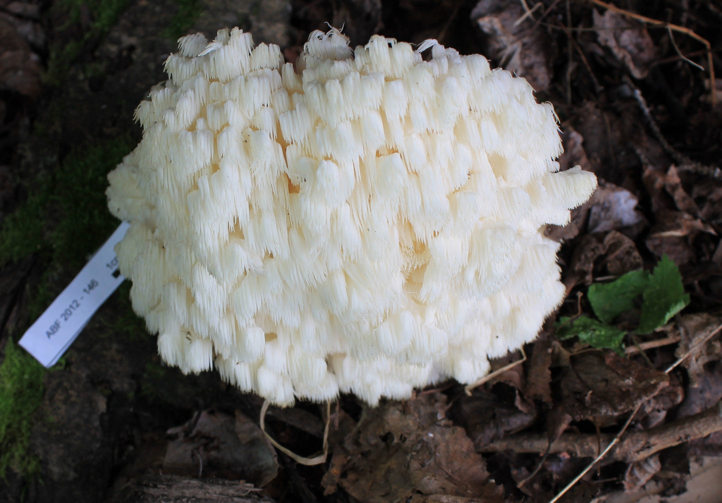 Hericium americanum in Alberta