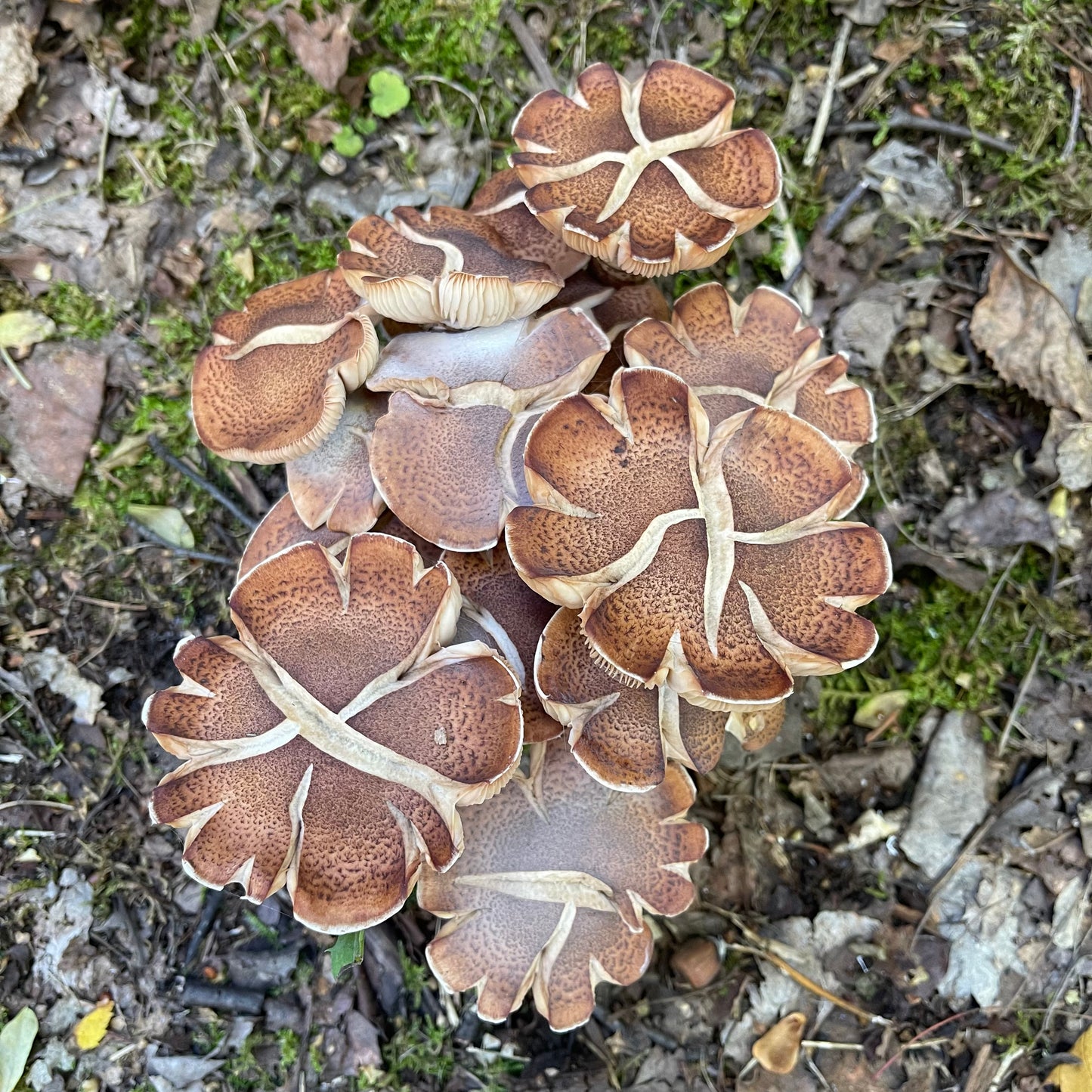 Fall Mushroom Workshop