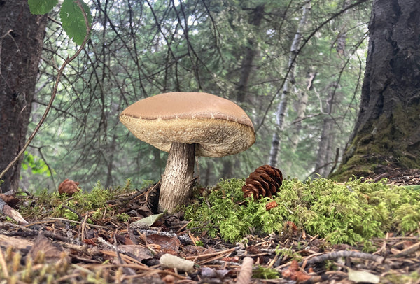A large brown Leccinum mushroom growing on a mossy forest floor surrounded by pine cones, pine needles, and tree trunks.