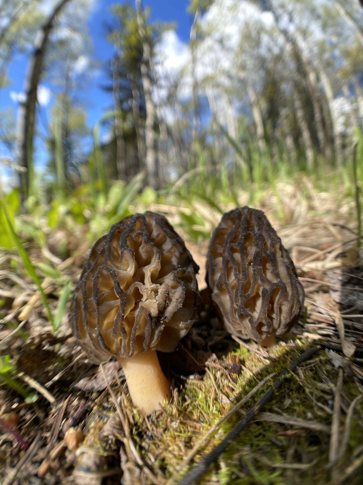Two morel mushrooms on the forest floor with a blurred background of trees and sky.