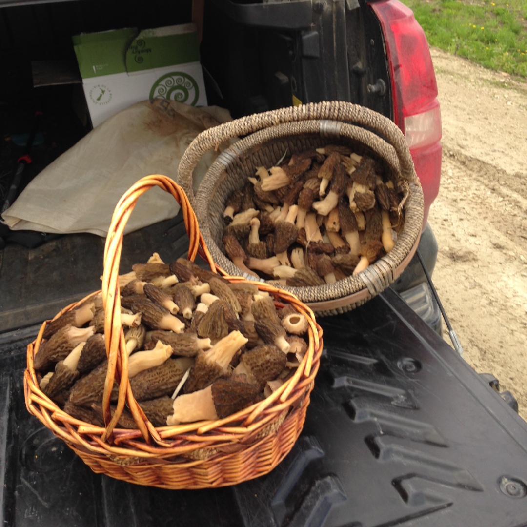 Morel mushrooms in Alberta