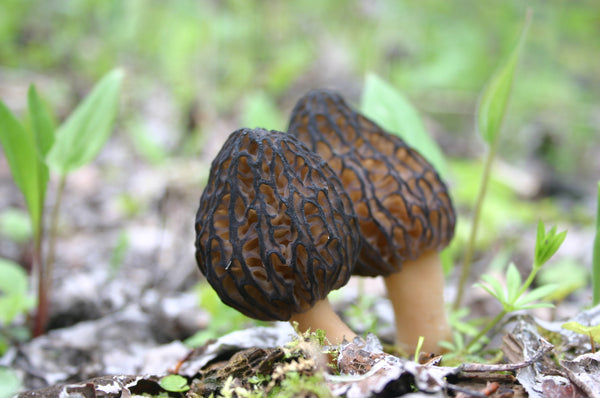 Two Morel mushrooms growing on the ground with green leaves in the background.