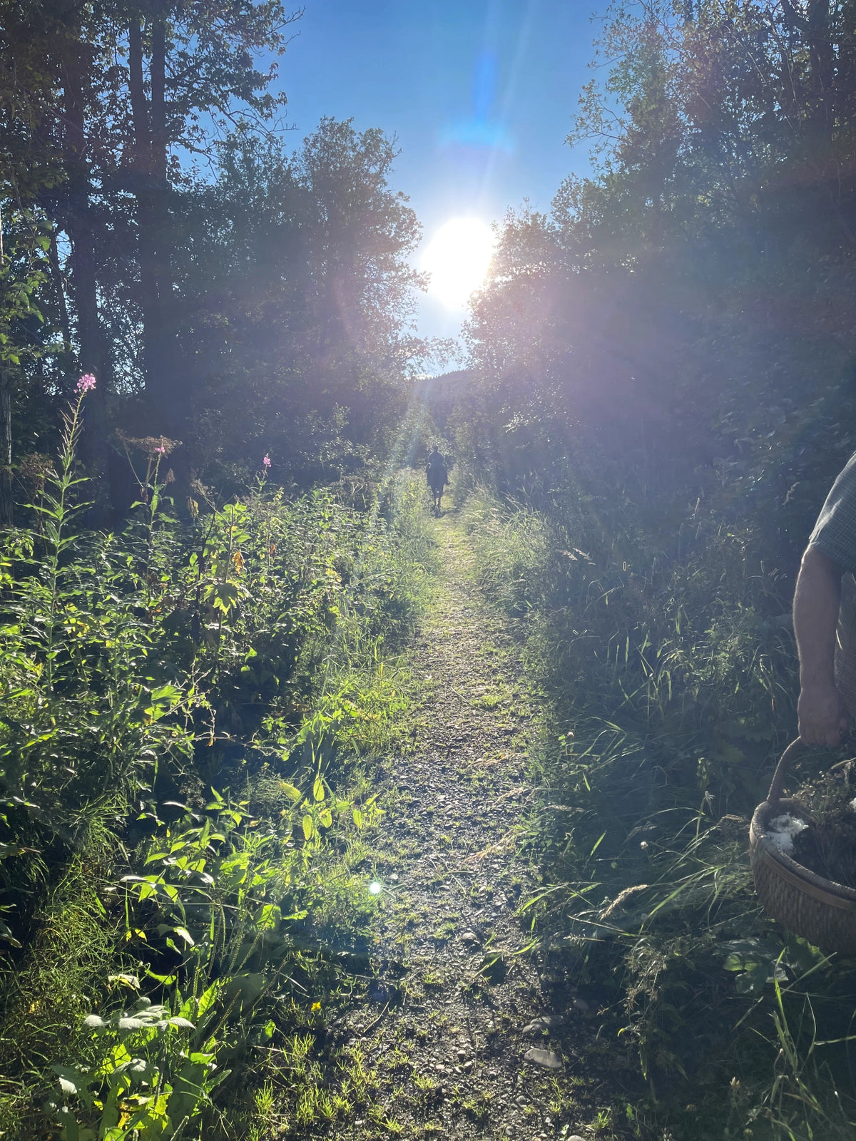 Narrow path through a forest with sunlight filtering through the trees, with Martins arm holding a mushroom basket