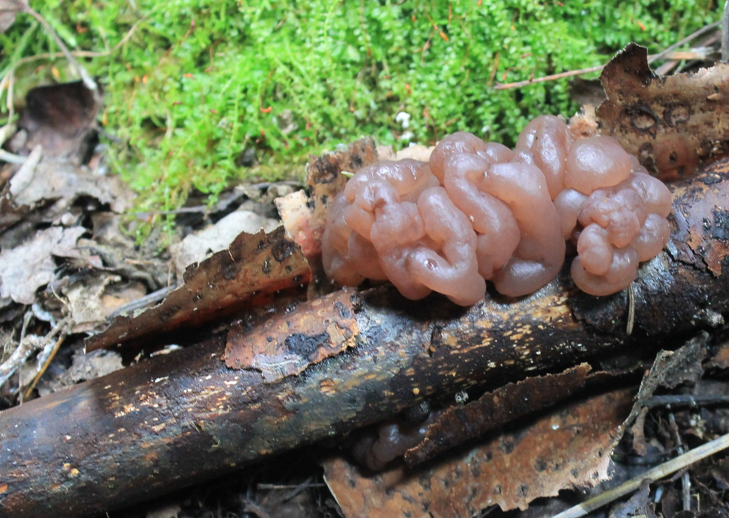 Tremella foliacea