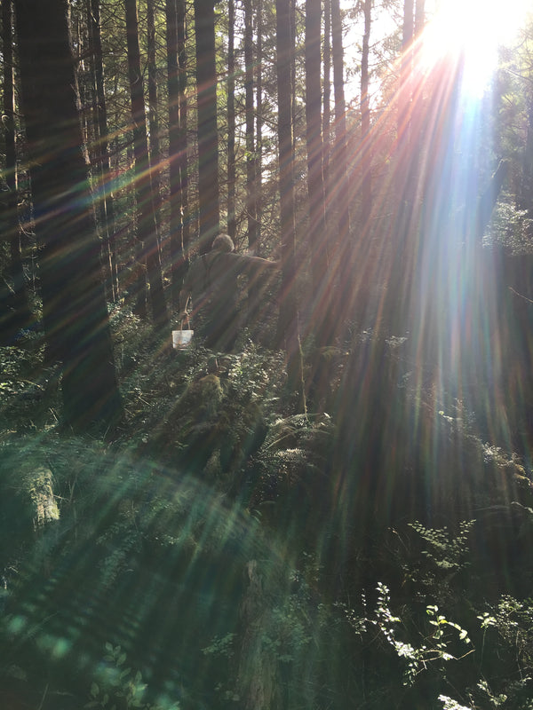 Sunlight filtering through a dense forest canopy with a man carrying a mushroom basket