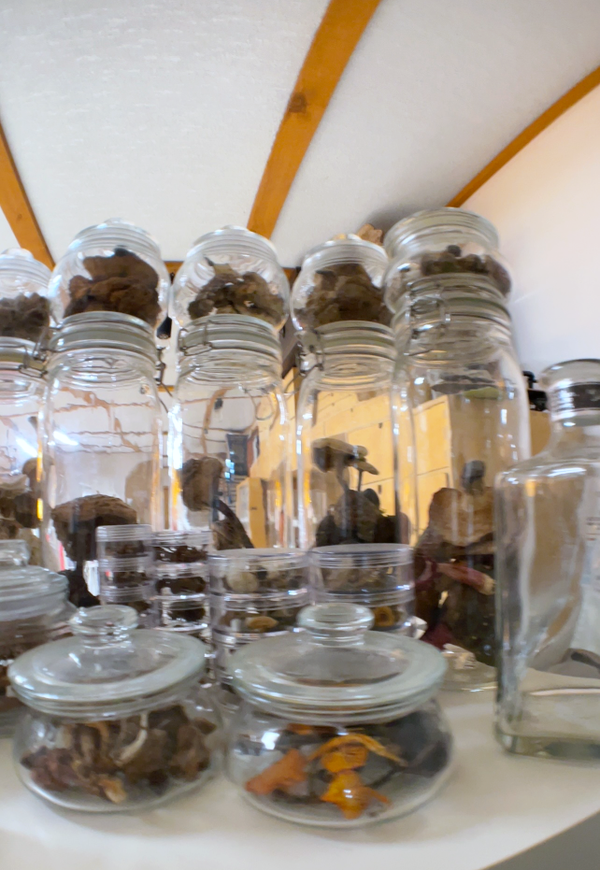 Collection of glass jars with lids on a white surface, containing dried mushrooms.
