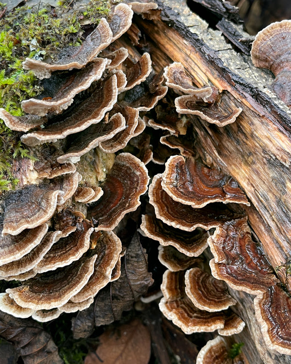 Turkey tail mushrooms growing on a wet log 